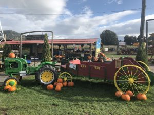 Chilliwack Corn Maze and Pumpkin Farm Tractors